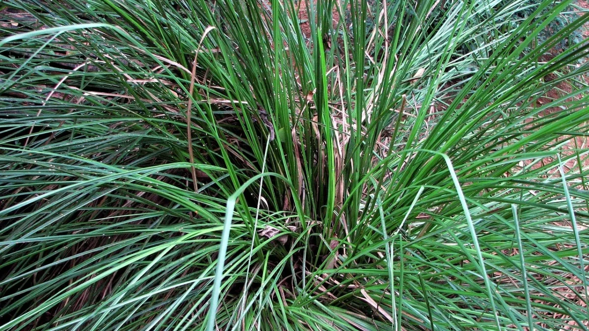 vertiver grass