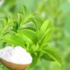 daun stevia