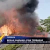 Bekas Kandang Ayam Terbakar