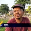 Tanaman Padi Di Desa Jamblang Terancam Gagal Tanam