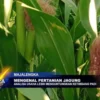 Mengenal Pertanian Jagung