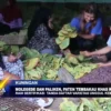 Molegede Dan Paliken, Paten Tembakau Khas Kuningan