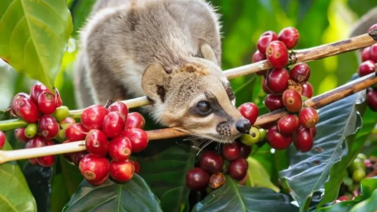 luwak