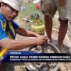 Petani Gagal Panen Karena Serbuan Hama Tikus