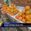 Musim Mangga Telah Tiba