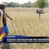 Petani Sulit Atasi Populasi Hama Tikus Yang Menggila