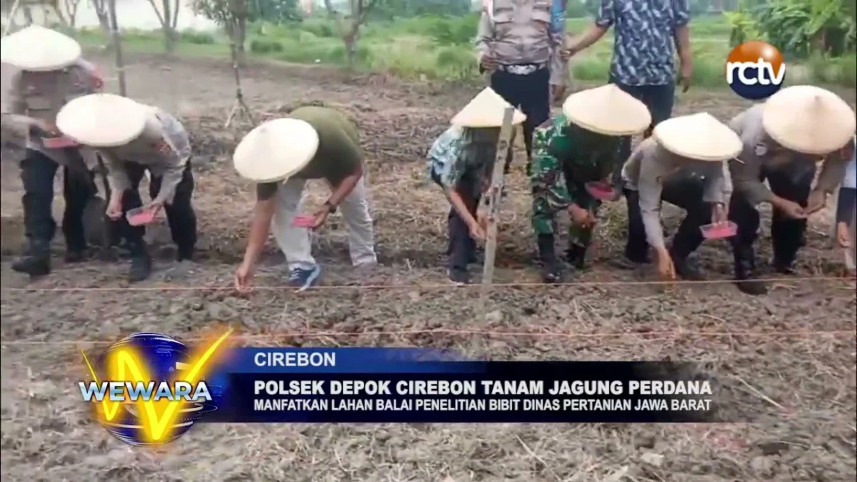 Polsek Depok Cirebon Tanam Jagung Perdana