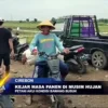 Kejar Masa Panen Di Musim Hujan