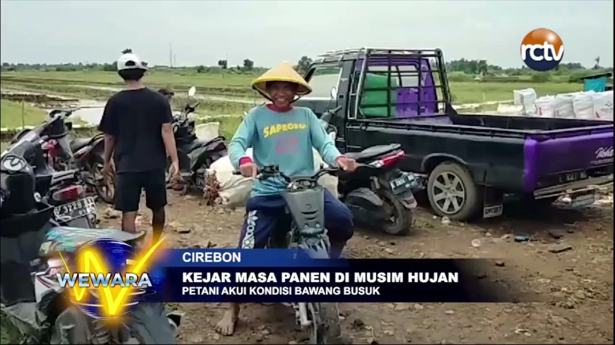 Kejar Masa Panen Di Musim Hujan