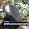 Menikmati Kelezatan Capcay Goreng