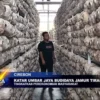 Katar Umbar Jaya Budidaya Jamur Tiram