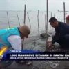 1.000 Mangrove Di Tanam Di Pantai Kalijaga