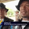 Panen Akhir Musim Petani Garam Tawangsari