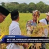 HKTI Kab. Cirebon Melaksanakan Panen Raya MT2