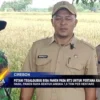 Petani Tegalgubug Bisa Panen Pada MT3 Untuk Pertama Kali