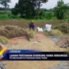 Lahan Pertanian Diserang Hama Serangga