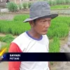 Petani Sambut Musim Tanam Pertama