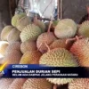 Penjualan Durian Sepi