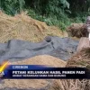 Petani Keluhkan Hasil Panen Padi