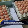 Harga Telur Ayam Ras Tinggi