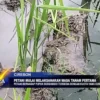 Petani Mulai Melaksanakan Masa Tanam Pertama