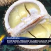 Musim Durian, Pedagang Majalengka Banjir Cuan