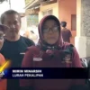 Ribuan Ulat Kaki Seribu Serang Permukiman