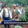 Majalengka Utamakan Mangga Gedong Gincu Dalam Penanaman