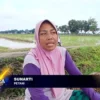 Musim Tanam di Desa Suranenggala Kidul