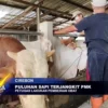 Puluhan Sapi Terjangkit PMK