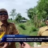 Pesimis Swasembada Pangan Bisa Terwujud