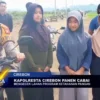 Kapolresta Cirebon Panen Cabai