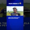 Hama Tikus Merajalela Bikin Petani Gelisah