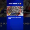 Harga Ikan Mulai Berangsur Turun