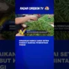 Kenaikan Harga Cabai Setan Disebut Karena Permintaan Tinggi