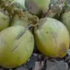 Manfaat Air Kelapa Untuk Kesehatan Wajah