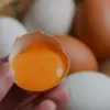 Telur Omega