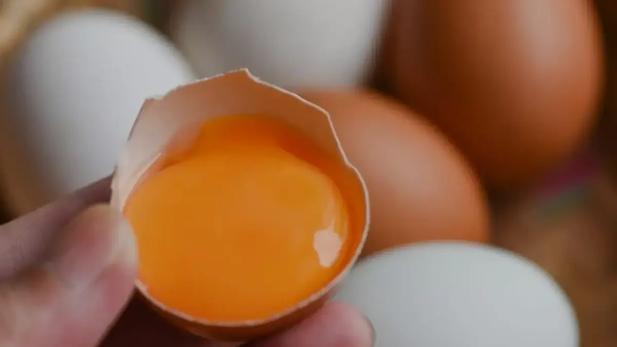 Telur Omega