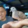 Perkutut dan Dunia Gaib