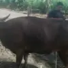 Hewan Kurban