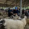 Kurban Idul Adha