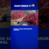 Harga Cabai Berangsur Normal