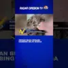 Hewan Buas Serang Kambing Milik Warga