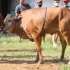 syarat hewan kurban idul adha