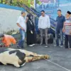 demokrat kuningan sembelih hewan kurban
