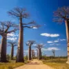 Pohon Baobab Madagaskar