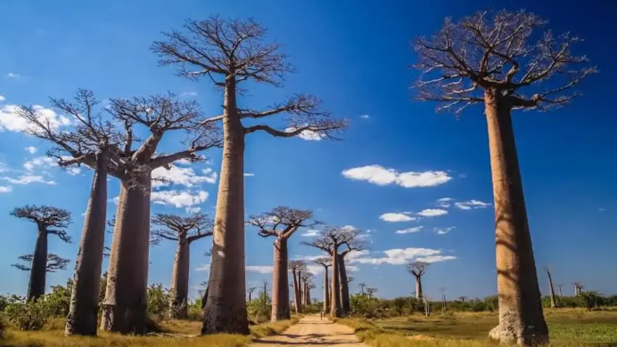 Pohon Baobab Madagaskar