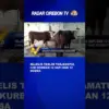 Majelis Taklim Tarjamatul Ilmi Kurban 12 Sapi Dan 12 Domba