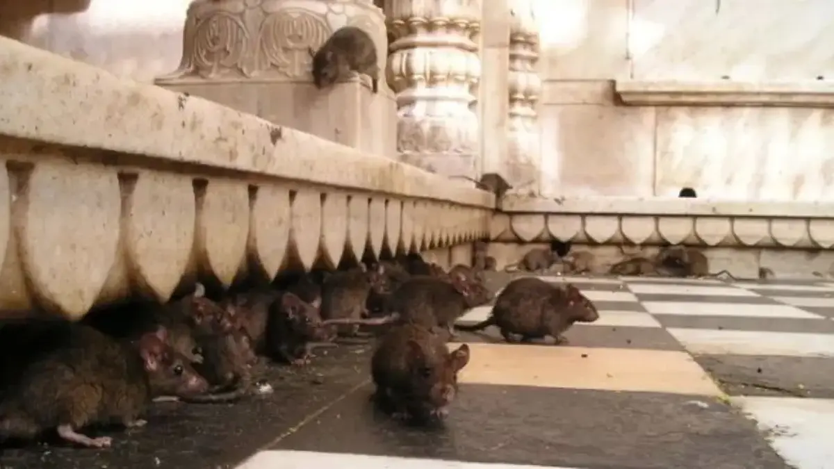 penyakit leptospirosis