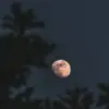fenomena strawberry moon/foto:disway.id
